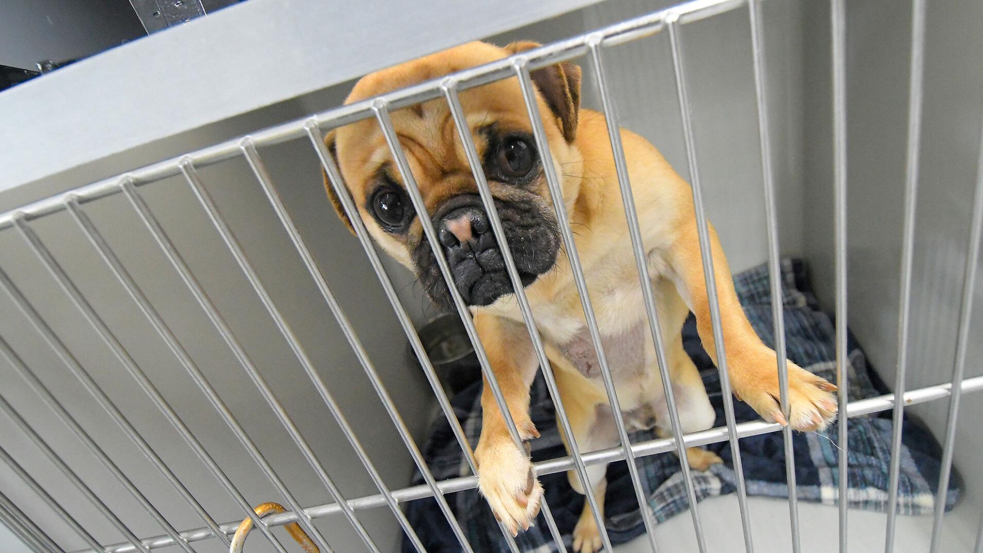 Jeremy Mullin family responds to Tuesday's pug story